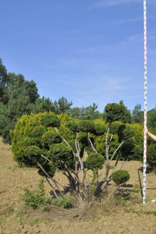 Taxus x media 'Hillii' | bonsai A